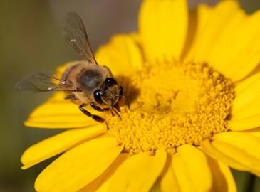 Bee on a yellow flower